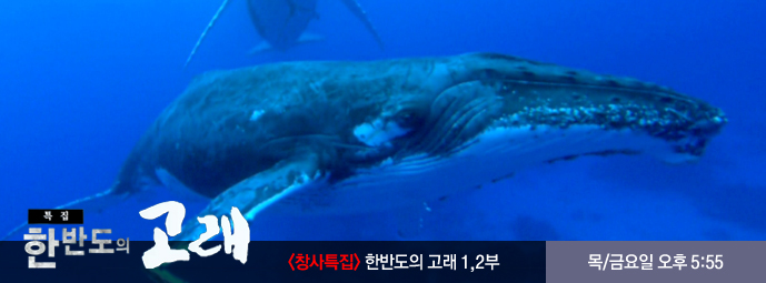 한반도의 고래