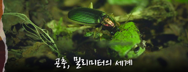 곤충, 밀리터리의 세계