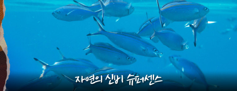 자연의 신비 슈퍼센스